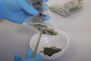 Pluoštinės kanapės – COVID-19 simptomų lengvinimui: lietuvių mokslininkai sukūrė inovatyvią technologiją