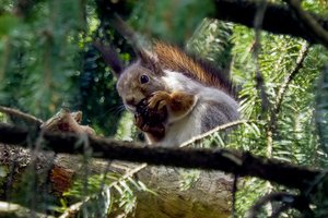 Fotosesijoms naudotas voveriukas – konfiskuotas: gyvūnas perkeltas į Laukinių gyvūnų globos centrą