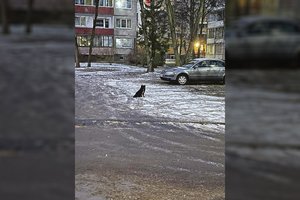 Kauniečio tikslas: prisijaukinti dvejus metus nepagaunamą benamį šunį