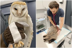 Vos sausio 1-ąją duris atvėręs Laukinių gyvūnų globos centras jau turi globotinių: yra ir itin retų gyvūnų