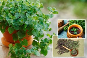 Apie šio augalo naudą galima knygas rašyti: ant palangės jį gali užsiauginti visi – 3 svarbios taisyklės