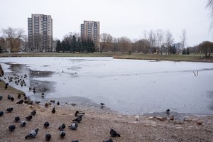 Kauniečiams graudulį kelia per šalčius dūstančios žuvys: ekspertas paaiškino, ką reikėtų daryti