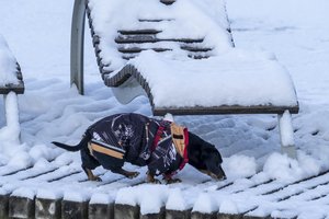 Į Lietuvą užsukus šalčiams – įspėjimas: keturkojai draugai gali stipriai susirgti ar net žūti
