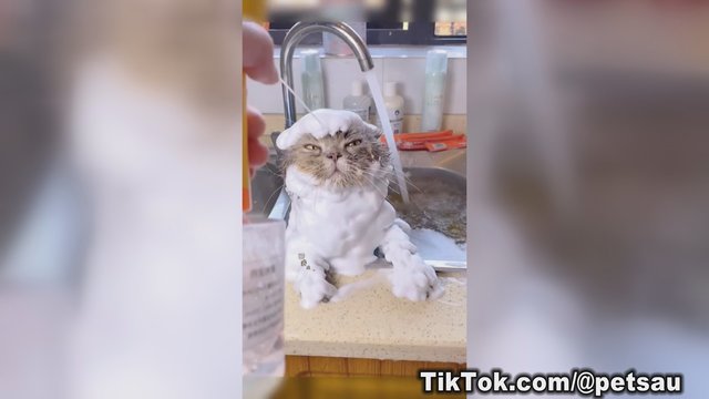 Ne visos katės nekenčia vandens: keturkojui maudynės prilygo terapijai