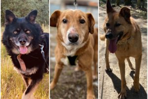 3 nuo „lenciūgo“ išsigelbėję šunys ieško namų, kuriuose būtų mylimi: tai, ką turėjo ištverti – sukrečia