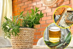 Šalavijas – saugantis bei gydantis augalas. Kaip šį sergėtoją auginti namuose