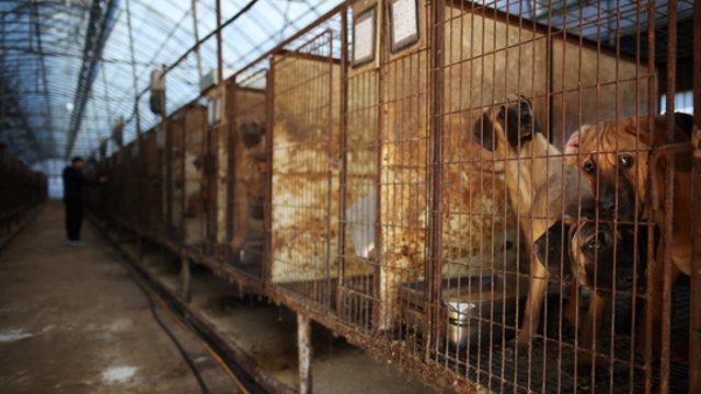 Pietų Korėja uždraudė prekybą šunų mėsa: gyventojų nuomonės išsiskyrė