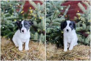 Išdykę broliukai svajoja apie namus: įspėja susižavėjusius 
