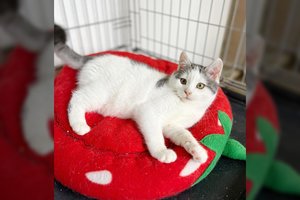 Su nepažįstamais kuklus kačiukas svajoja ištrūkti iš narvelio: tapti geriausiais draugais padės 2 dalykai