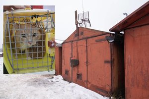 Garažuose Kaune, kuriuose laikyta pagrobta 9-metė, aptikti galimai vogti gyvūnai