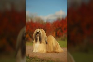 2023 m. Lietuvos šunų TOP: ilgaplaukis gražuolis varžovus aplenkė beveik dvigubai