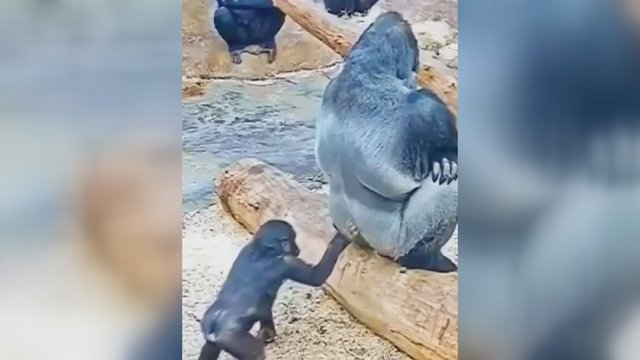 Juoką keliantys gorilos jauniklio žaidimai: linksmybės mamos nesužavėjo