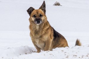​Žiauriai šunį nužudžiusiam senjorui – beveik 2 tūkst. bauda ir draudimas laikyti gyvūnus: vyras kaltę pripažino