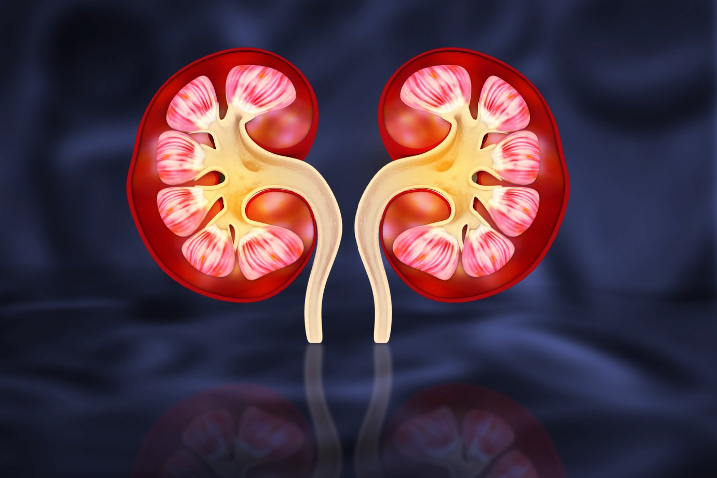 Inkstų sveikata<br>123rf iliustr.
