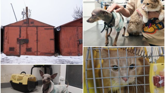 Nufilmavo, kaip atrodo garažuose Kaune rasti gyvūnai: galimai – tai vogti augintiniai