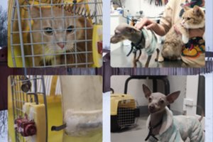 Aiškėja daugiau detalių apie kartu su 9-mete ir pagrobėju rastus augintinius: vieno iš jų šeimininkai jau atsirado