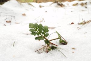 Šioje Lietuvos vietoje galima aptikti išskirtinį augalą: žaliuoja net ir po sniegu