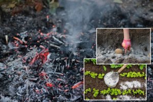 Verta žiemą prikaupti: pelenus naudosite ir pavasarį, ir vasarą – nepamainomi ne tik darže