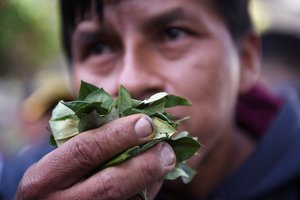 Bolivijoje surengtos viešos kokos lapų kramtymo akcijos