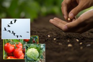 Trys svarbiausios protėvių gero derliaus taisyklės: būsite maloniai nustebinti