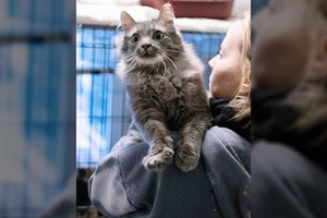 Užmigdyti atneštas katinas – meilės ir švelnumo įsikūnijimas: ieško, ką apdovanoti dievišku murkimu