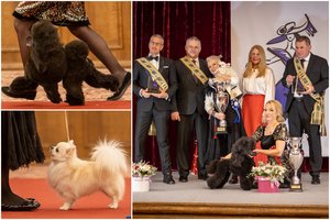 Karūnuoti gražiausi 2024 m. Lietuvos čempionų čempionato šunys