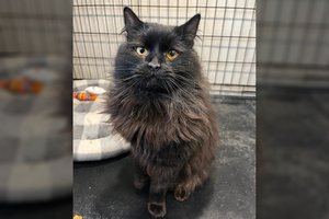 Situacija šeimoje pakeitė Flokio likimą: laužtos uodegos ir ašarotų akių katinas trokšta namų