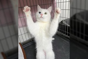 Norintiems ne tik augintinės, bet – asmenybės: balta katytė pasižymi išskirtiniu charakteriu