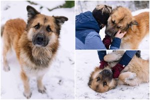 Išgelbėtas jaunas ir mielas meškutis trokšta dovanoti savo meilę: ne visada apskaičiuoja savo dydį ir jėgas