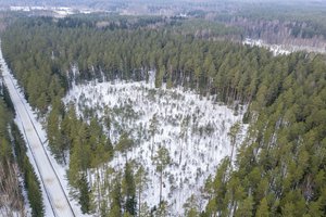 Septynių savivaldybių miškuose atšaukta stichinė nelaimė dėl žievėgraužio tipografo 