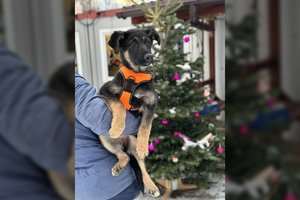 Paskutinė „vilkiukė“ – vis dar be namų: kas užaugs – neįsivaizduoja