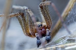 Bijote vorų? Nenusiminkite – tai gera žinia, jei turite ir kitų fobijų