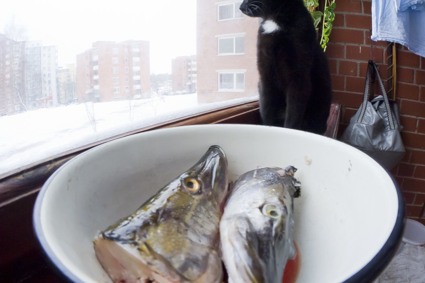 Nustebsite sužinoję, kodėl katėms negalima duoti žuvies ir pieno.<br>V.Ščiavinsko nuotr.
