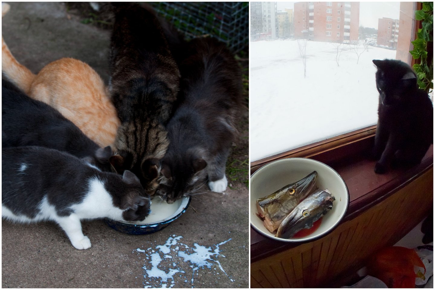 Nustebsite sužinoję, kodėl katėms negalima duoti žuvies ir pieno.<br> Lrytas.lt koliažas