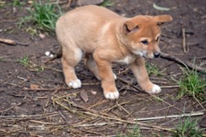 Moteris priglaudė pamestą šuniuką, bet DNR testas parodė, kad tai – visai ne šuo