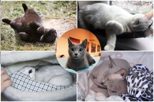Kačių miego poza gali daug papasakoti apie jų asmenybę, sveikatą ir savijautą.