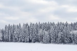 VMT: miškų savininkams pradėtos teikti poveikio aplinkai išvados veiklai „Natura 2000“ teritorijose