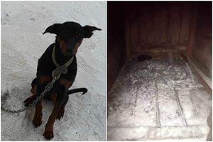 Vilniuje kraupiomis sąlygomis laikomas šuo VMVT vizito nesulaukė – nuo siaubingos mirties išgelbėjo anksčiau