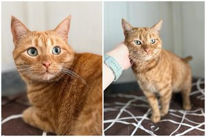 Išgelbėta išskirtinio grožio trumpauodegė katė ieško namų: murkimo motoriukas užsikuria vos palietus