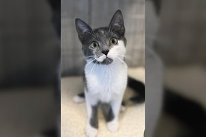 Laukinis velniūkštis ieško kantrių žmonių: iš bailiuko gali virsti tobulu kačiuku