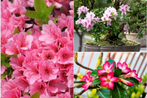 Azalija ant stiebo – yra viena vieta namuose, kur jos statyti negalima, nežydės