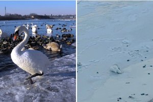 Ugniagesių pagalbos prireikė gulbei: paukštis prišalo prie ledo