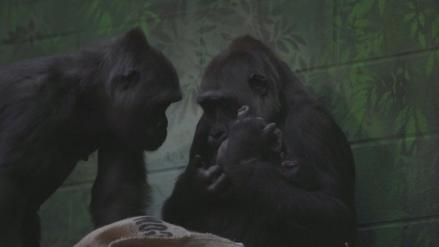 Ypatinga diena Londono zoologijos sode: pasaulį išvydo retos rūšies goriliukas
