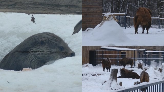 Kai kuriems Lietuvos zoologijos sodo gyvūnams žiema – tikras malonumas: mėgaujasi maudynėmis ir sniegu