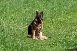 Skelbia karą šunų išmatoms: DNR testai padės nustatyti „nusikaltėlius“