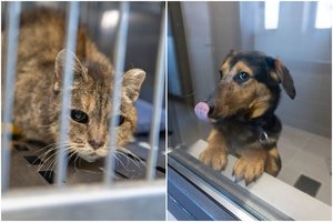 VMVT primena apie prievolę gyvūnų globėjams – liko nedaug laiko