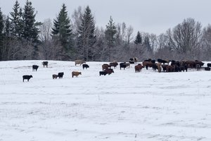 Po sniegą braidančios karvės papiktino žmones – ūkininkui iškvietė tikrintojus