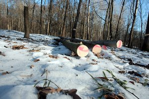 Už Klaipėdos rajone neteisėtai iškirstus medžius įmonei teks atlyginti beveik 24 tūkst. eurų žalą