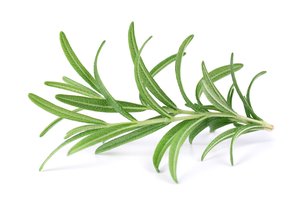 Žolelė, kurios kvapas pagerina atmintį – kad tai ne mitas, rodo net keli moksliniai tyrimai