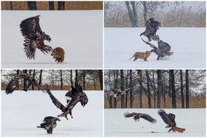 Išskirtiniai vaizdai iš jūrinių erelių stebėjimo: kadruose – įtempta sparnuočių kova su lape